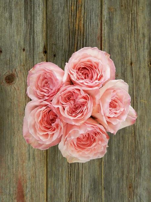 PINK O`HARA  LIGHT PIK GARDEN ROSES